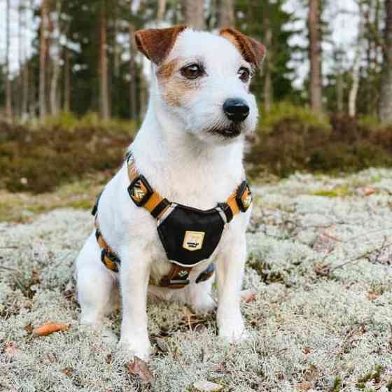 Valjaat ja panta Woolly Wolf Woodland Eura