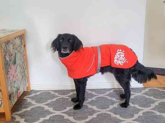 Hurtta koiran sadetakki 50 cm Lahti