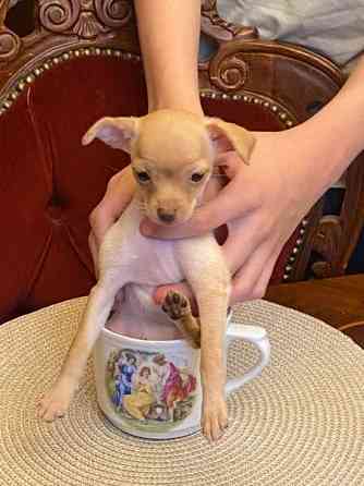 Sekarotu kääpiö pentuja Kotka