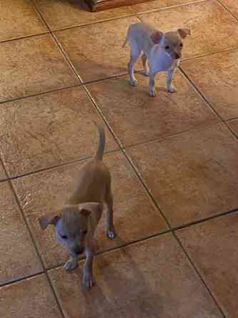 Sekarotu kääpiö pentuja Kotka