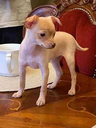 Sekarotu kääpiö pentuja Kotka