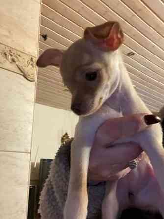 Sekarotu kääpiö pentuja Kotka