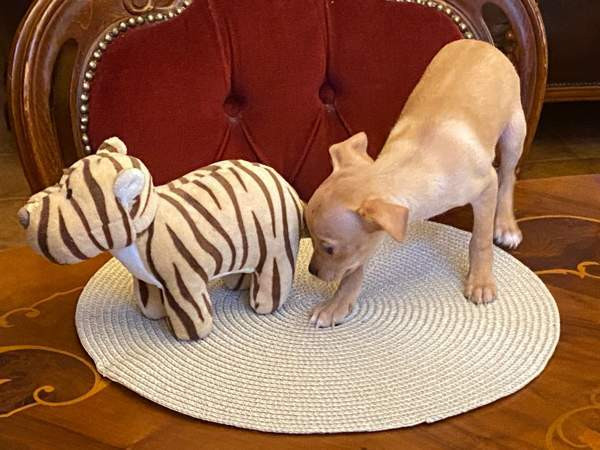 Sekarotu kääpiö pentuja Kotka – foto 3