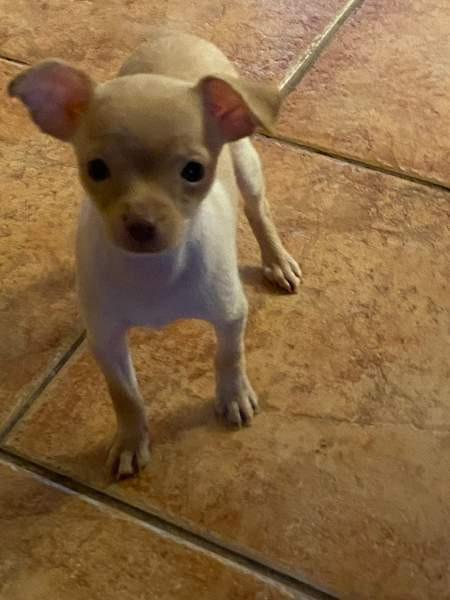 Sekarotu kääpiö pentuja Kotka – foto 6