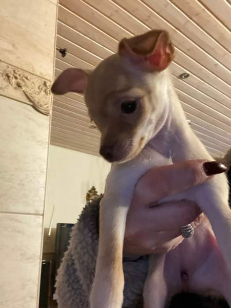 Sekarotu kääpiö pentuja Kotka – foto 2