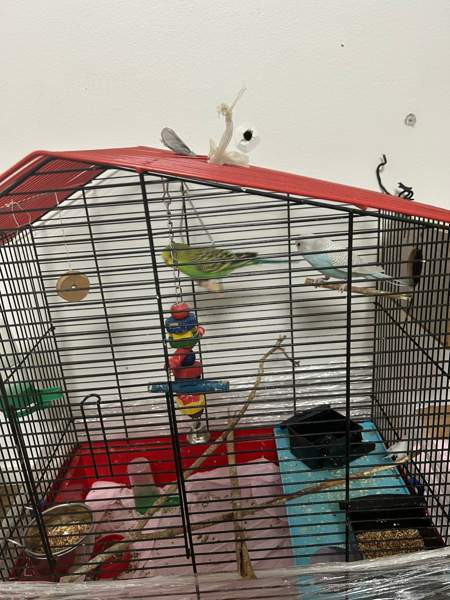 Undulaatti Turku - photo 1