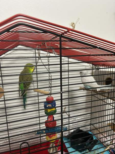 Undulaatti Turku - photo 2