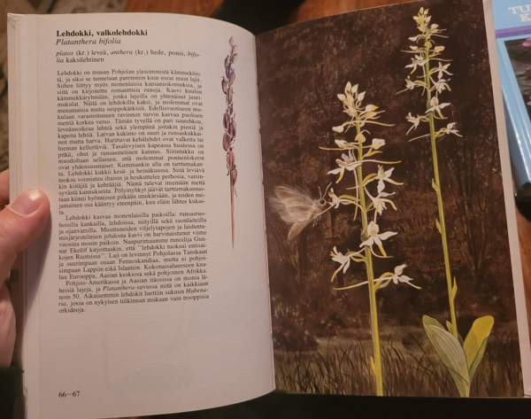 Pohjolan kämmekät Ilomantsi - photo 5