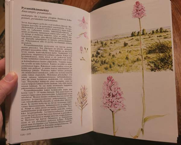 Pohjolan kämmekät Ilomantsi - photo 6