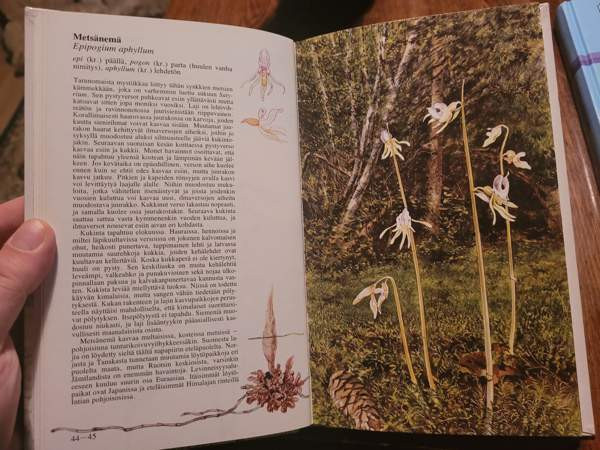 Pohjolan kämmekät Ilomantsi - photo 4