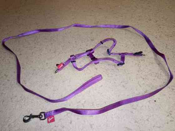 Violetit kissan valjaat Силинъярви