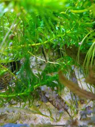 Partaimumonnin poikasia Jyvaeskylae