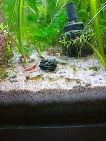 Maatiaissikarapuja Jyvaeskylae - photo 1