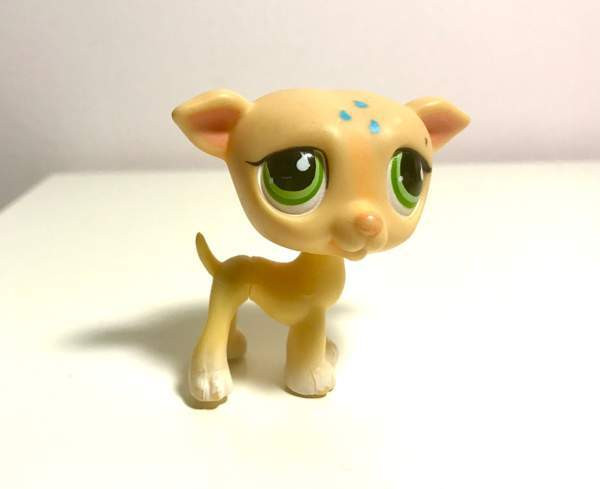 Lps vinttikoira Helsinki - valokuva 1