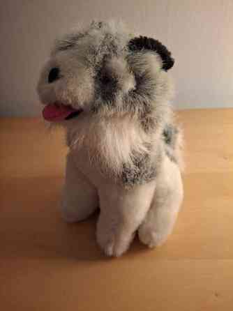 Harmaa-valkoinen koira, mustat korvat Turku