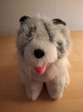 Harmaa-valkoinen koira, mustat korvat Turku