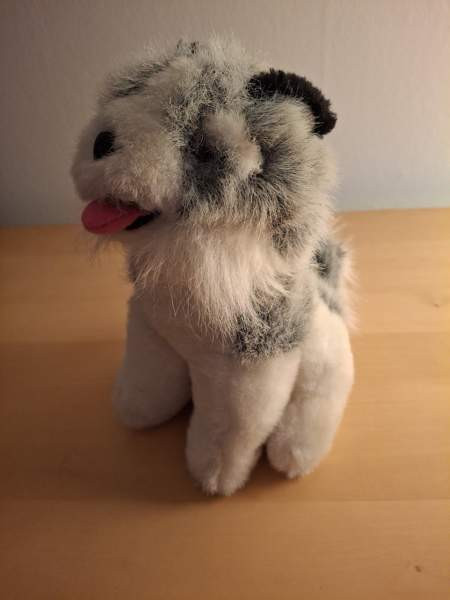 Harmaa-valkoinen koira, mustat korvat Turku - photo 1