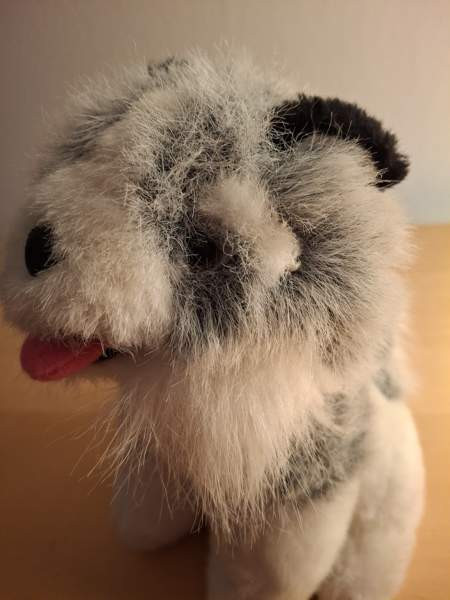 Harmaa-valkoinen koira, mustat korvat Turku - photo 3