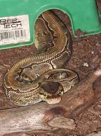 Kuningaspyton Siikajoki