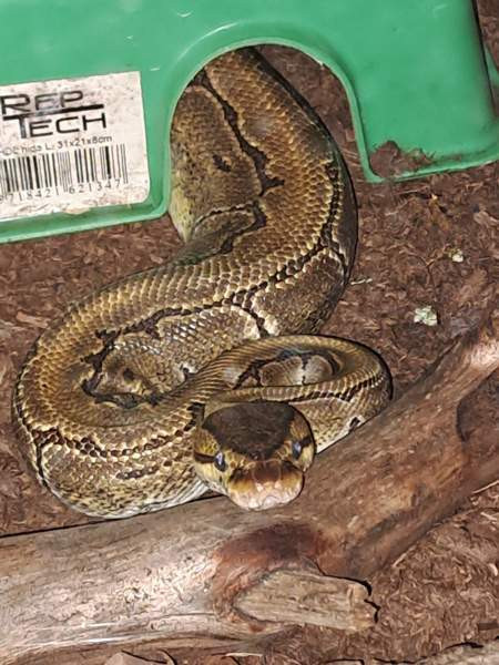 Kuningaspyton Siikajoki - photo 1