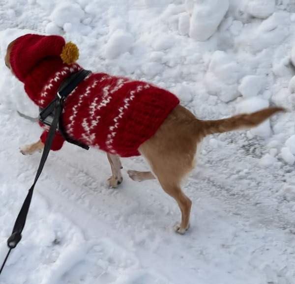 Koiranneule Kuopio – foto 1