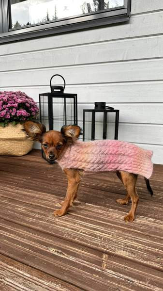 Mohair villapaita koiralle Kuopio – foto 2