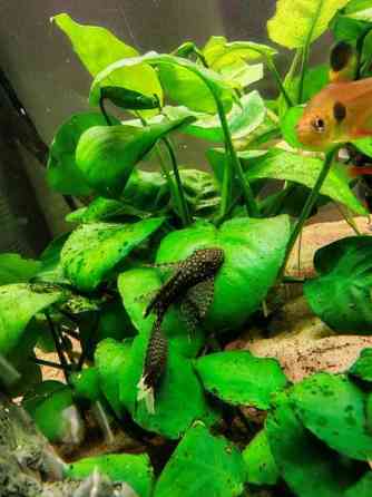 Huntueväisiä monneja Haemeenlinna