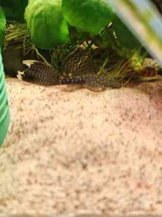 Huntueväisiä monneja Haemeenlinna