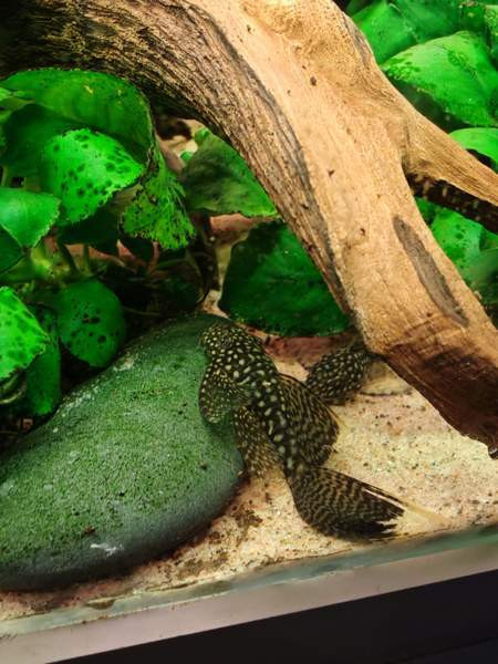 Huntueväisiä monneja Haemeenlinna - photo 3