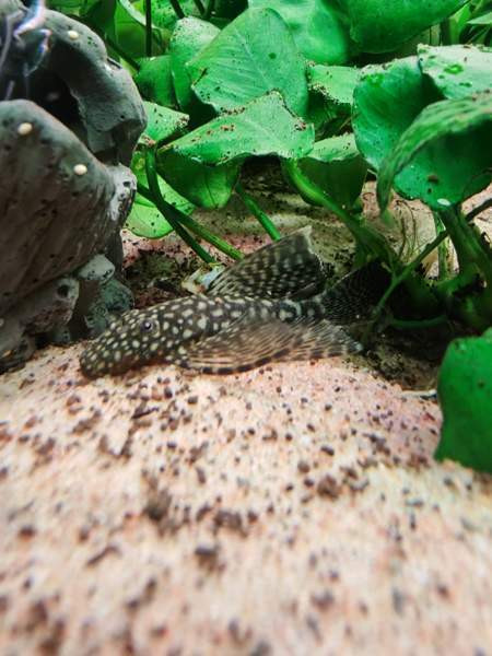 Huntueväisiä monneja Haemeenlinna - photo 2