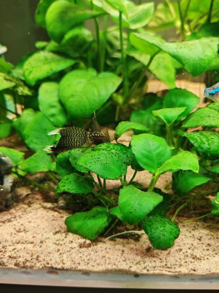 Huntueväisiä monneja Haemeenlinna - photo 5