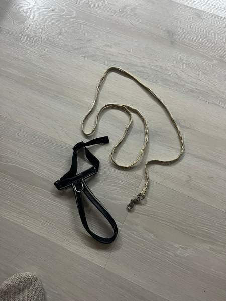 Kissan valjaat ja talutushihna Tuusula - valokuva 1