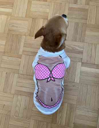 Pienen koiran toppi Kuopio