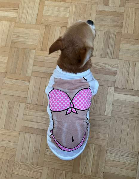 Pienen koiran toppi Kuopio - photo 1