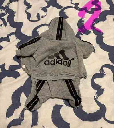 Pienen koiran puvut Рийхимяки