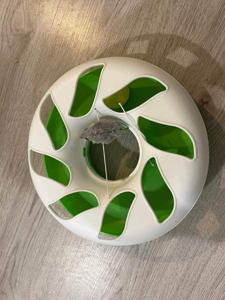 Kissanlelu. Cat crazy circle Helsinki - valokuva 1