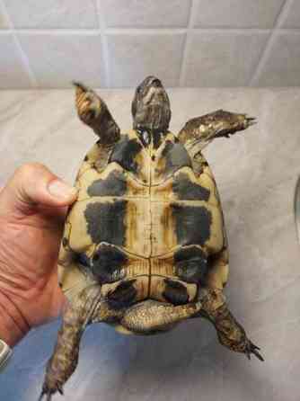 Kreikanmaakilpikonnat Hamina