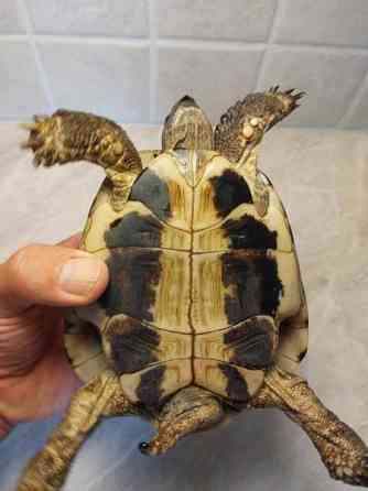 Kreikanmaakilpikonnat Hamina