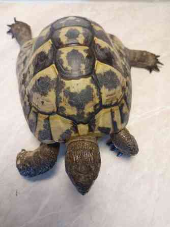 Kreikanmaakilpikonnat Hamina