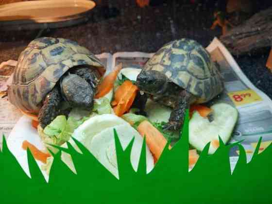 Kreikanmaakilpikonnat Hamina