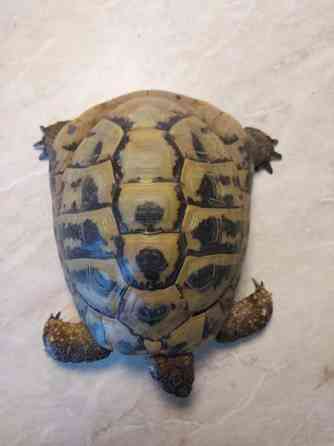 Kreikanmaakilpikonnat Hamina