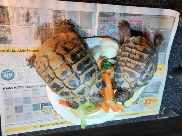 Kreikanmaakilpikonnat Hamina - valokuva 8