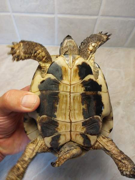 Kreikanmaakilpikonnat Hamina - valokuva 2