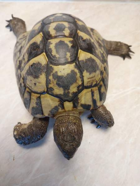 Kreikanmaakilpikonnat Hamina - valokuva 3