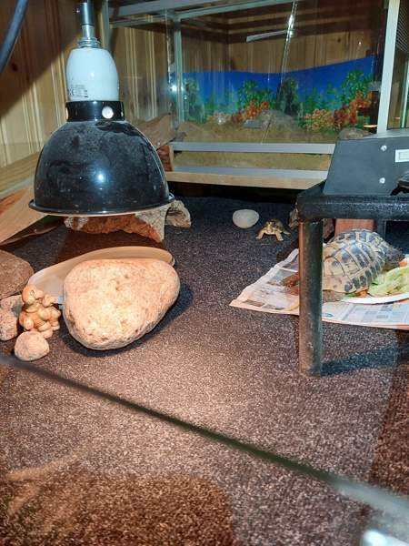 Kreikanmaakilpikonnat Hamina - valokuva 6