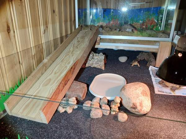 Kreikanmaakilpikonnat Hamina - valokuva 7