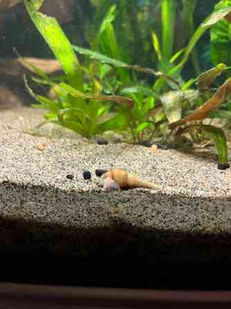 Kierteisiä akvaarioon Pori