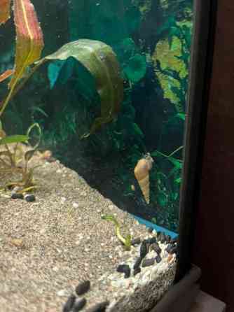 Kierteisiä akvaarioon Pori