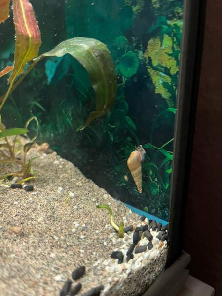 Kierteisiä akvaarioon Pori - photo 2