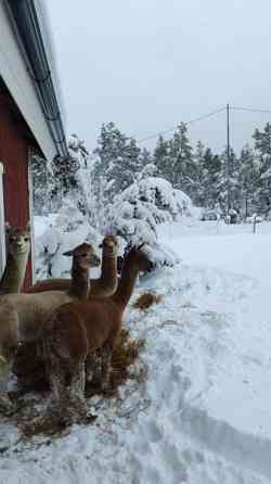 4 alpakkaa etsii uutta kotia Rauma